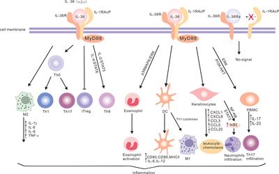 IL-36 Cytokines: Their Roles in Asthma and Potential as a Therapeutic